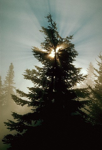 Silver Fir