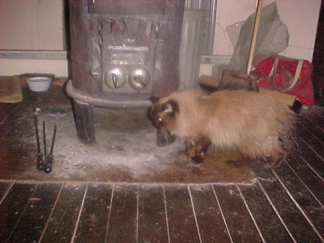 Pennifer Warms by the Woodstove